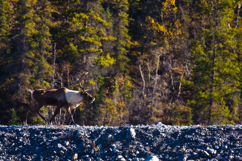 Caribou